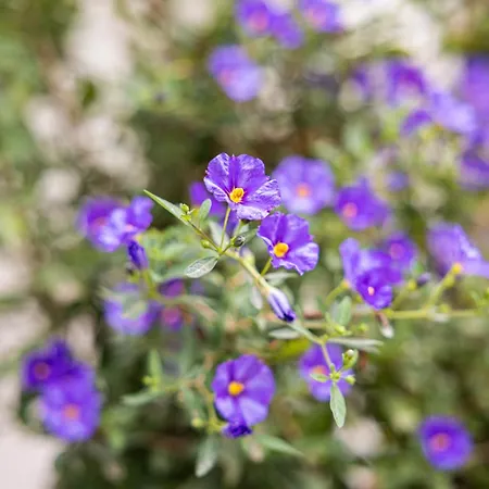 Fleurie וילה קאן סור מר